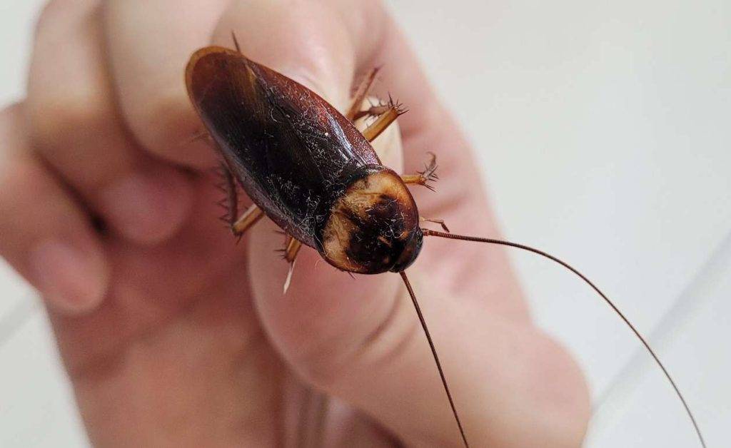 A dead American cockroach, killed by pesticide