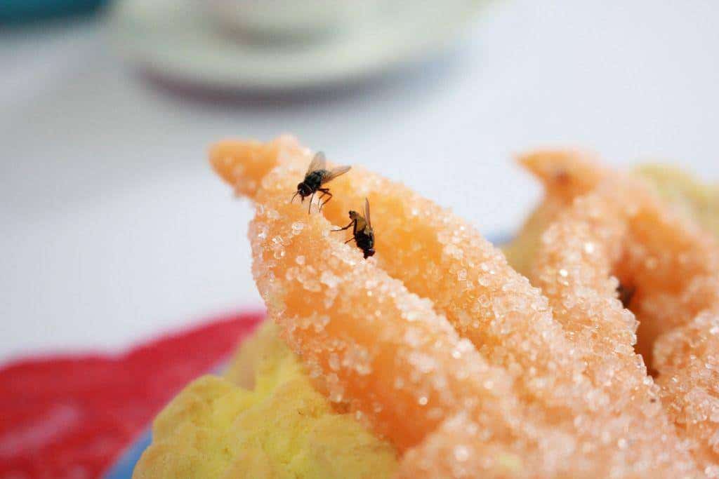 Get rid of house flies to prevent food contamination.