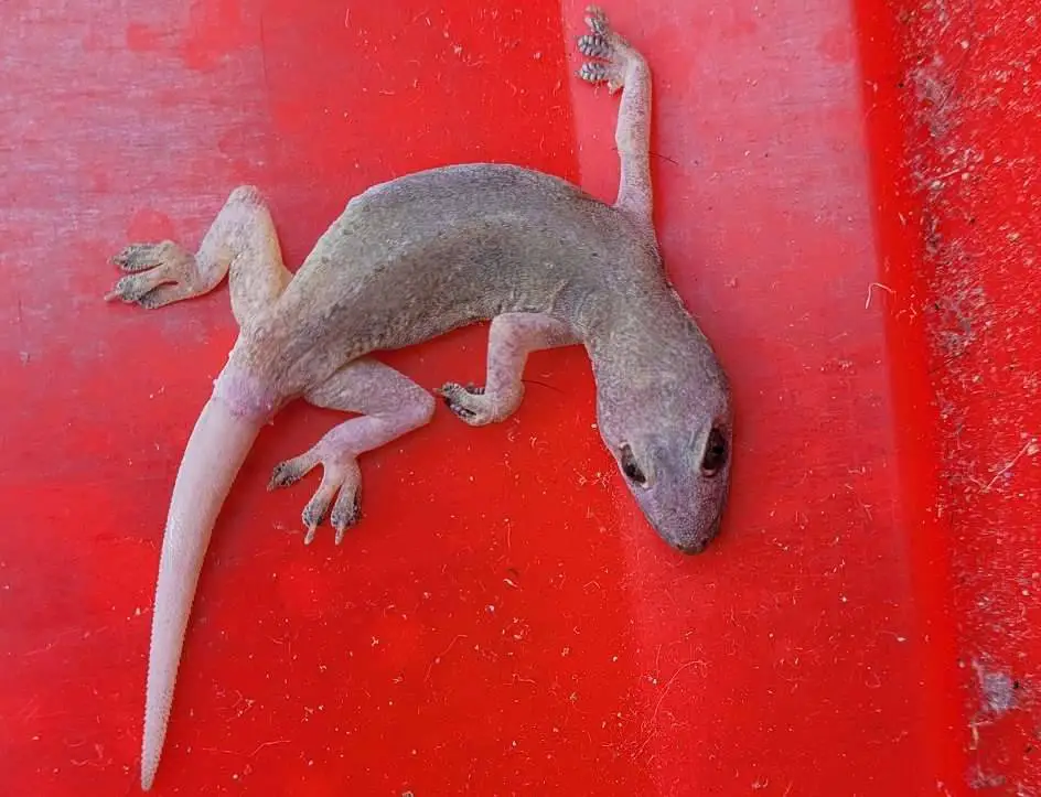 House geckos are common household pests.
