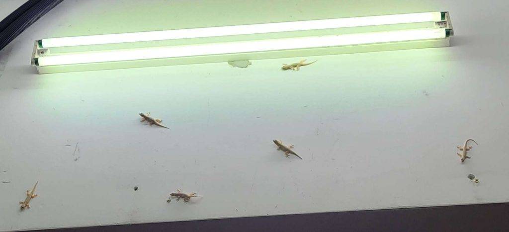 A group of geckos waiting for party time. Replace the lamp to yellow LED will help to get rid of geckos.