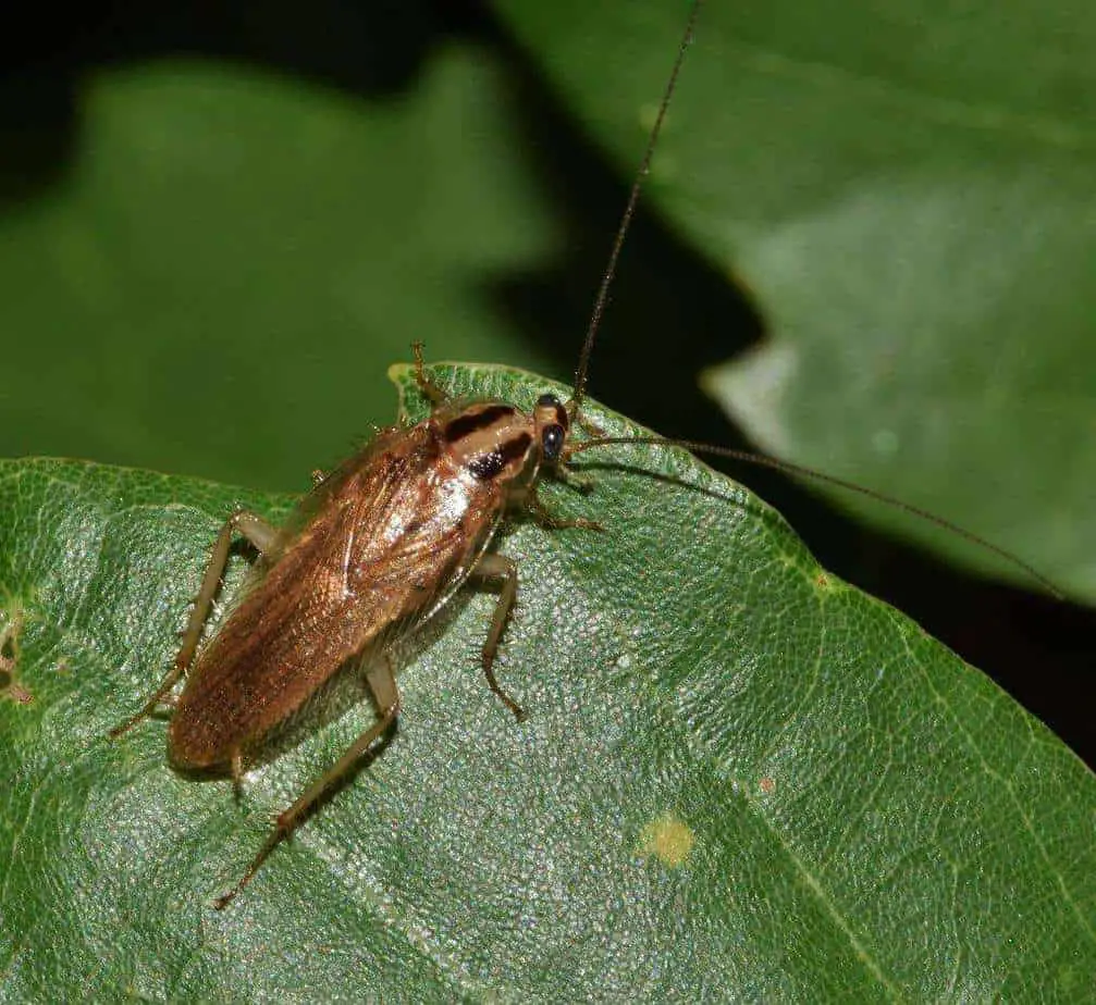 A german cockroach, commonly found in commercial settings
