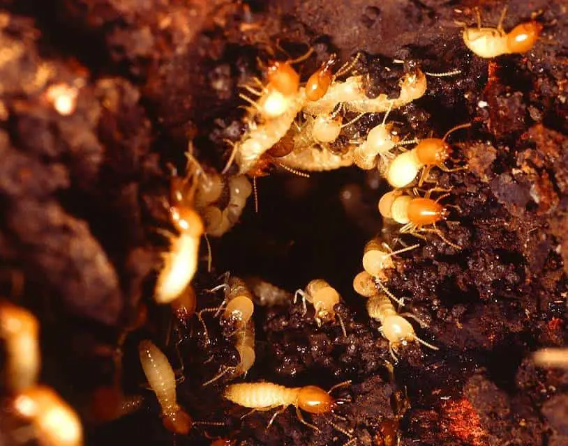 A nest of Formosan subterranean termites 