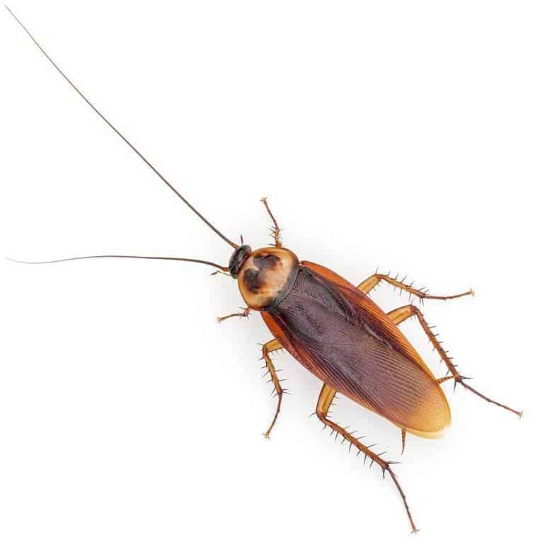American cockroach is one of the most common household pests.