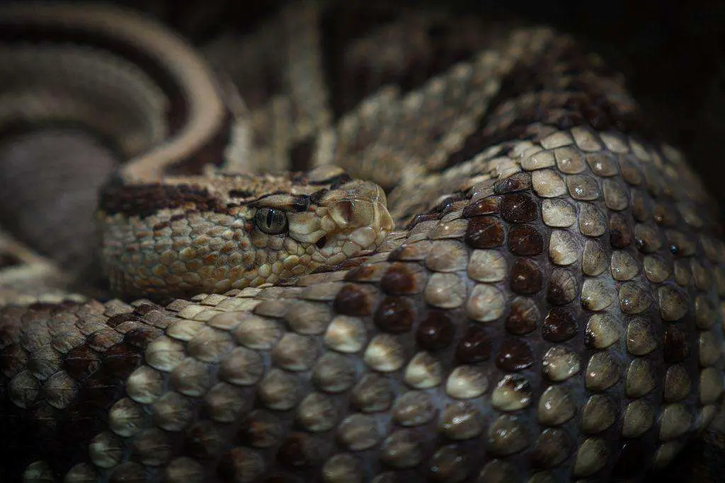 Pit vipers can be identified from pits between their eyes and nostrils.