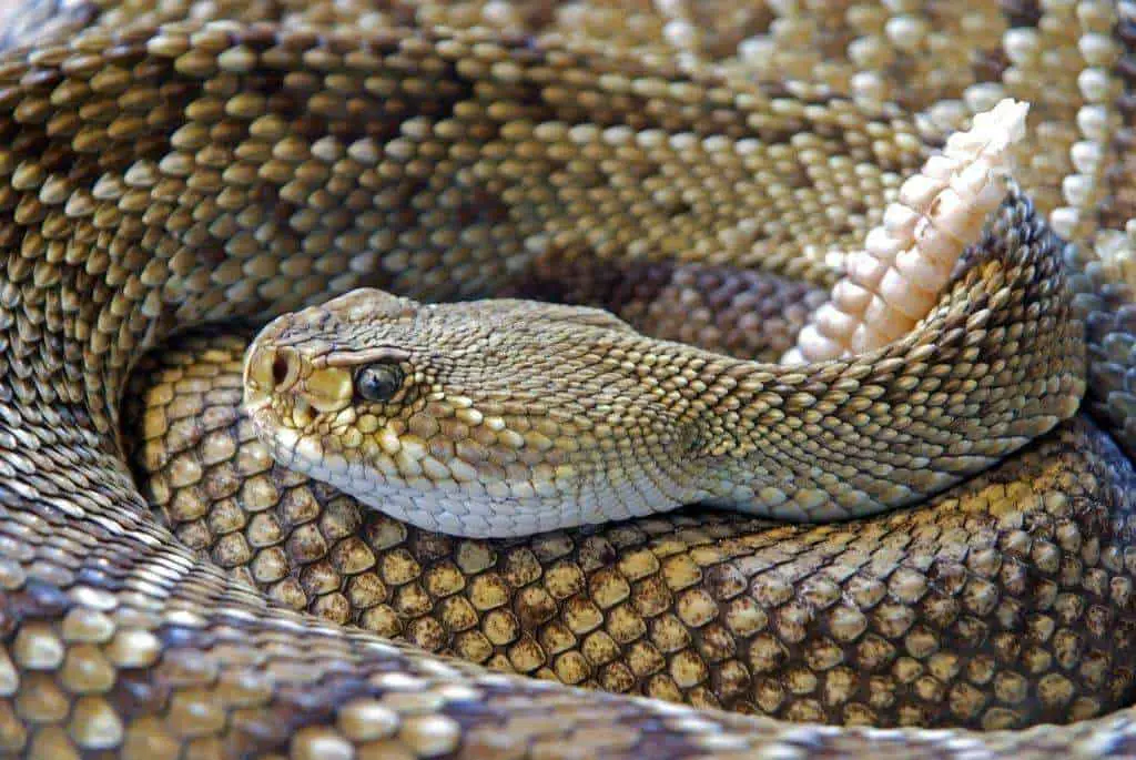 Rattlesnakes have a conspicuous rattle on their tail.