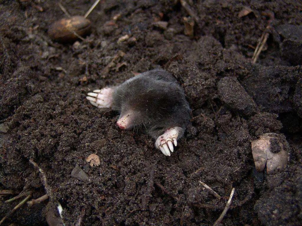 A mole emerged from the soil