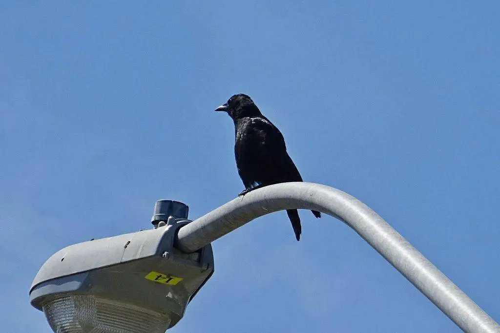 Crows can be pests, even though they might be protected.