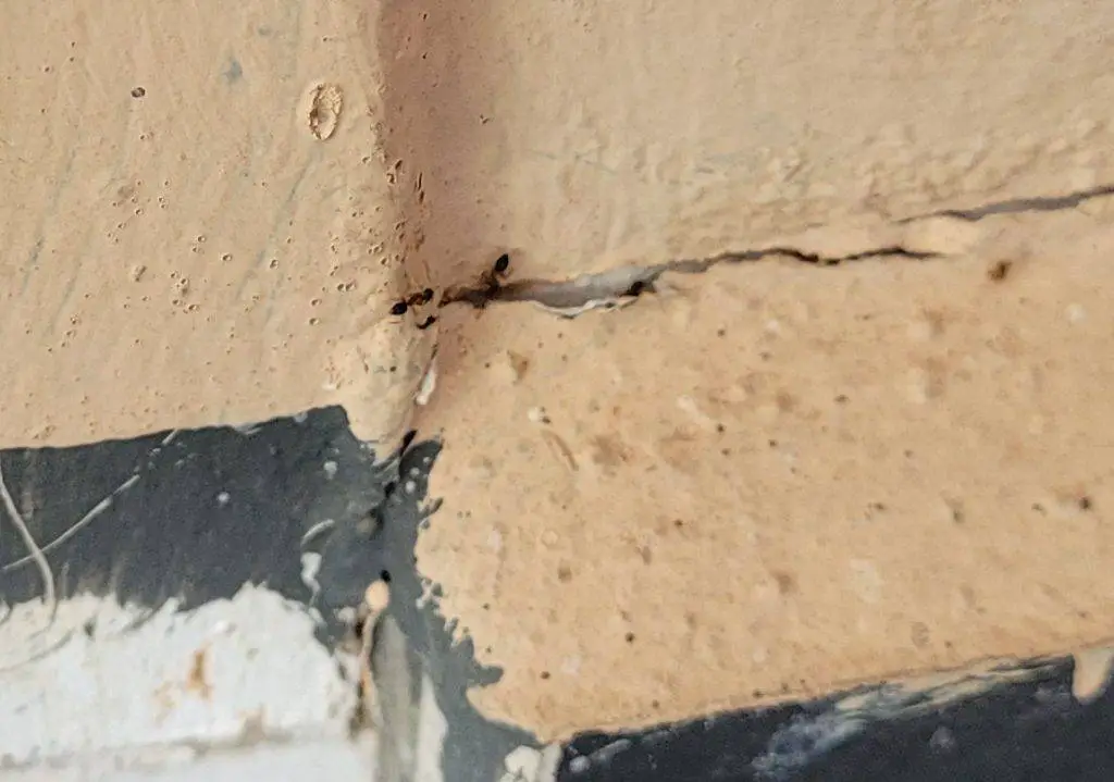 Ants disappearing into cracks