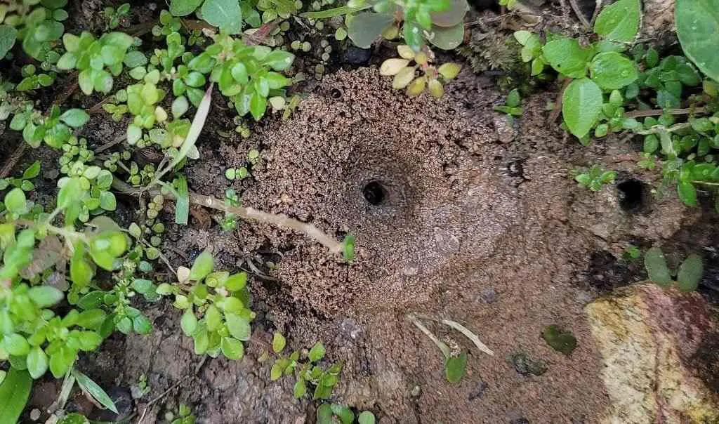 Searching and destroying the ant nest is the fastest way to get rid of ant.