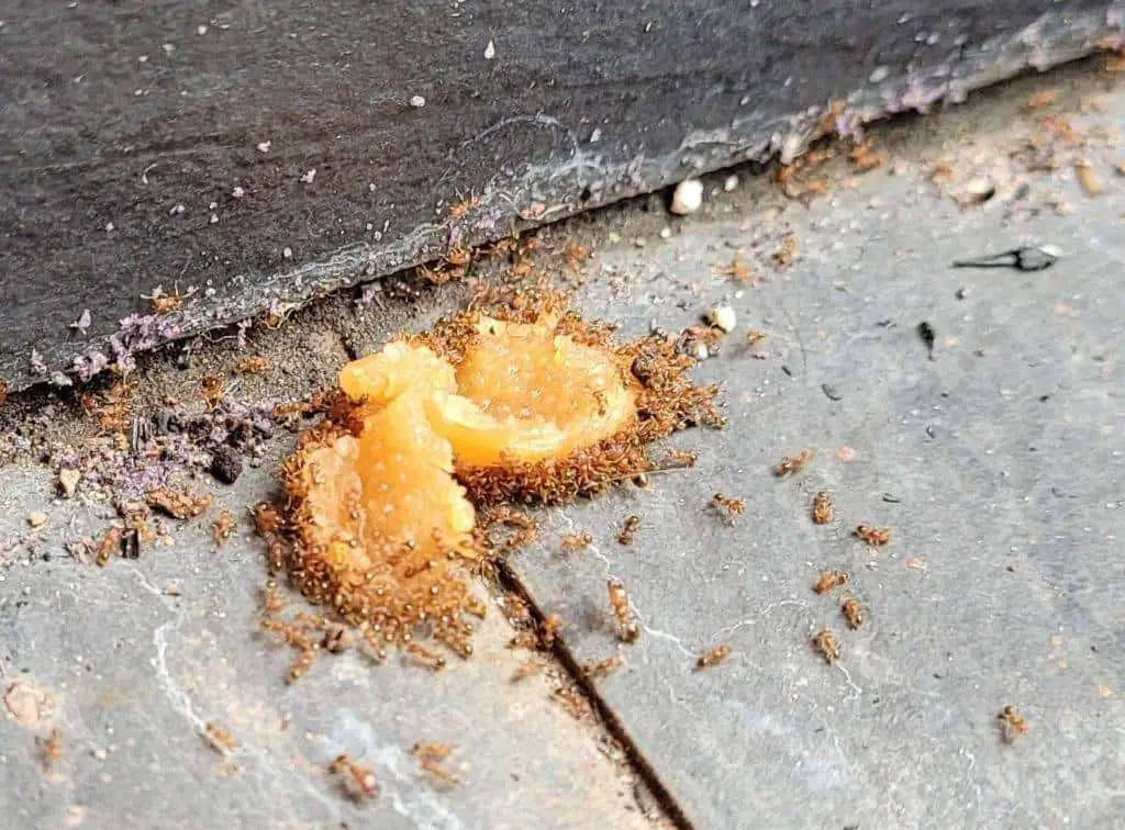 ants feeding on diy boric acid bait