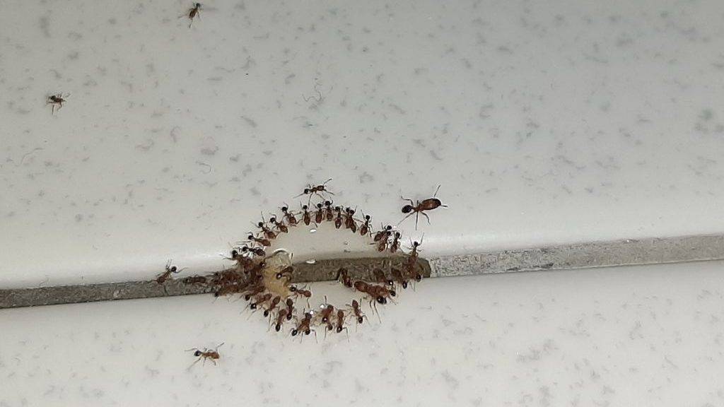 Ant bait is an effective way to get rid of ants.