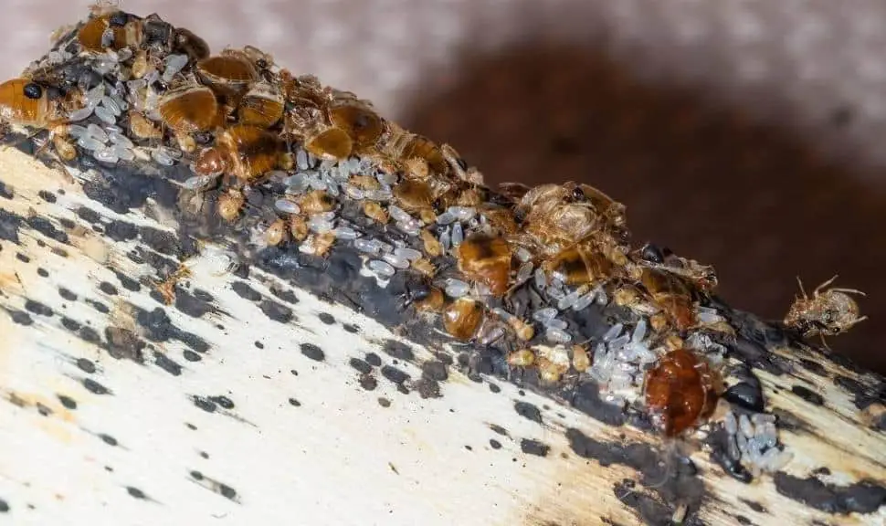 A heavy bed bug infestation. Nymphs, adults and eggs and their fecal droppings are evident.