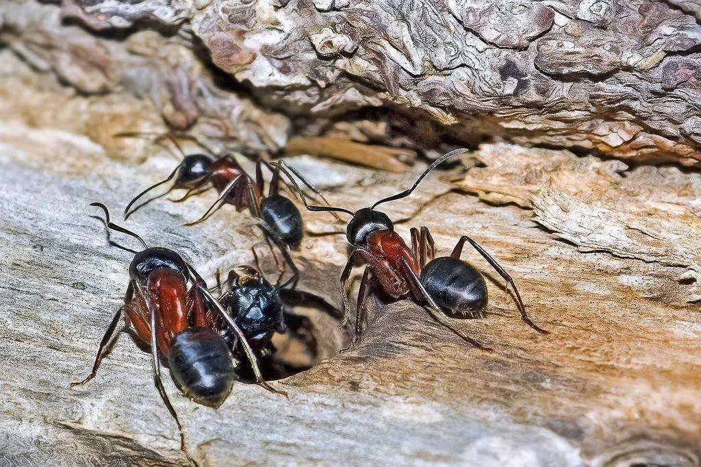 You need patience to get rid of carpenter ants.