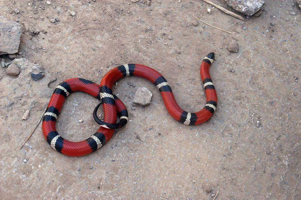 Treat all colorful snakes as venomous if you are unsure!