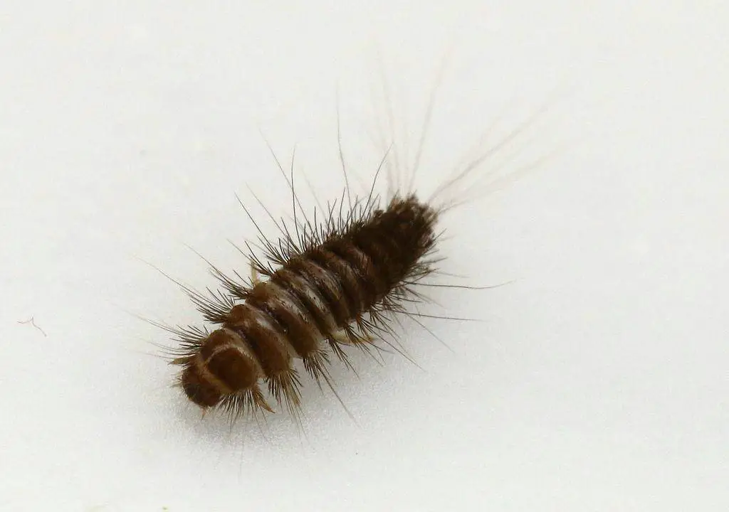 To get rid of carpet beetle infestation, you need to target the larvae.