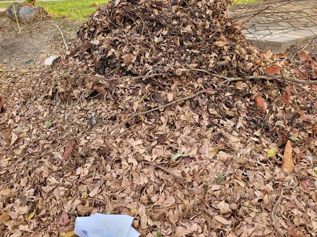 Leaf litter can serve as a breeding ground for flies