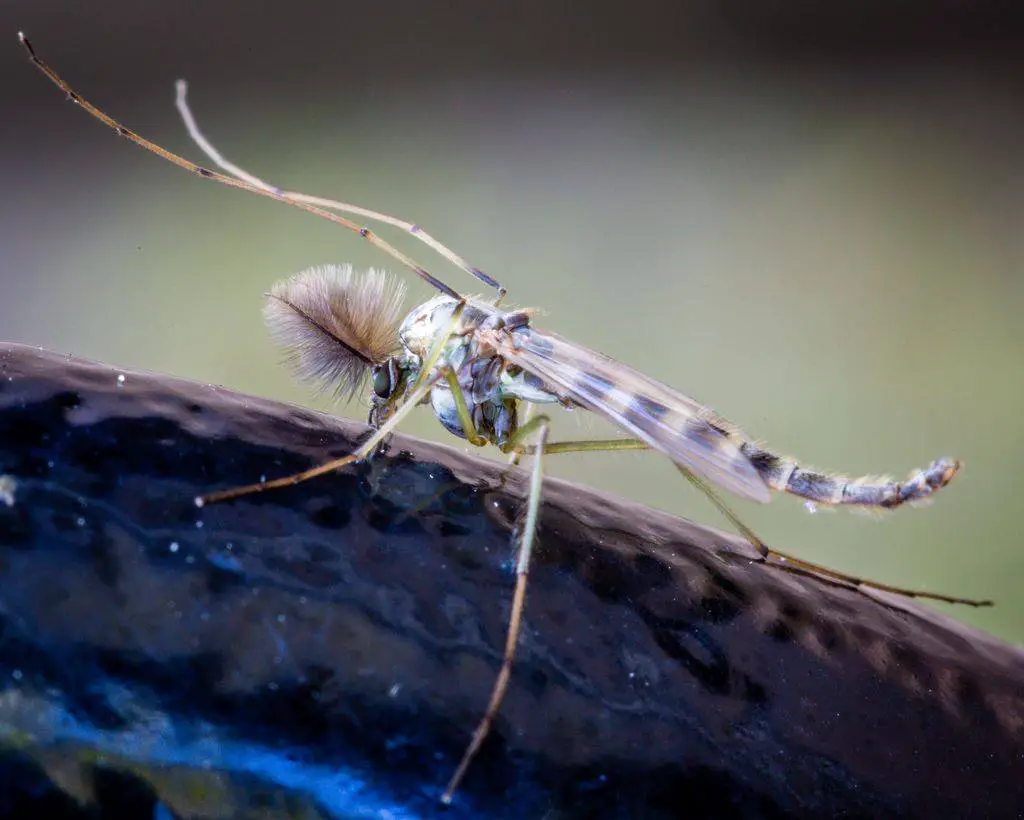Lake flies are also known as midges. They resemble mosquitoes, but don't bite. 