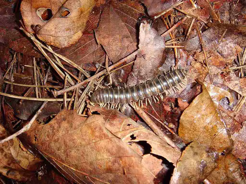 To get rid of millipedes, you need to address the breeding ground.