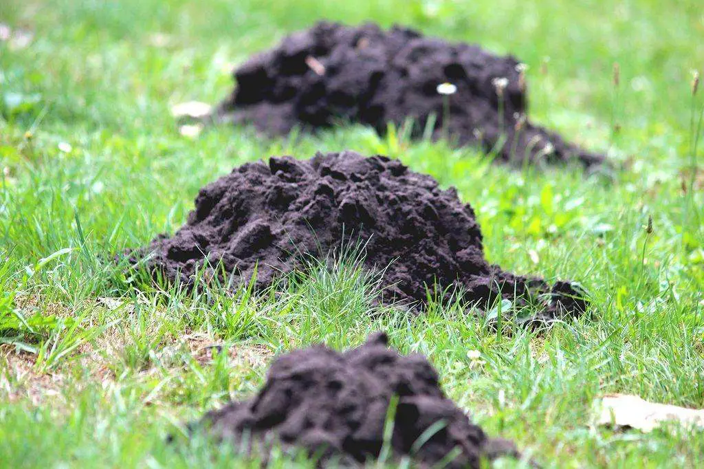 To get rid of moles, your treatment should focus on mole hills.