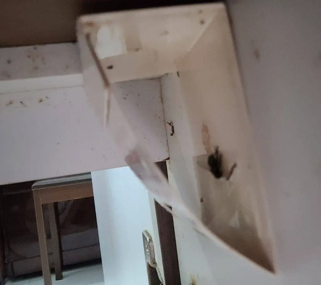 Putting monitoring traps in cabinets save you time from checking for pests.