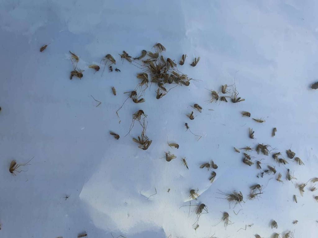 Mosquitoes caught by Mosquitaire in a day.