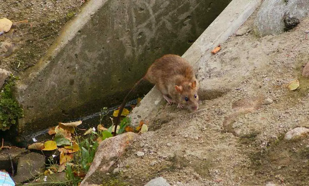 a sewer rat, also known as brown rat or Norway rat