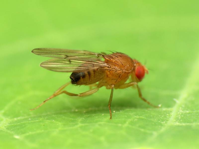 Small flies can be a nuisance, but you can easily get rid of them.