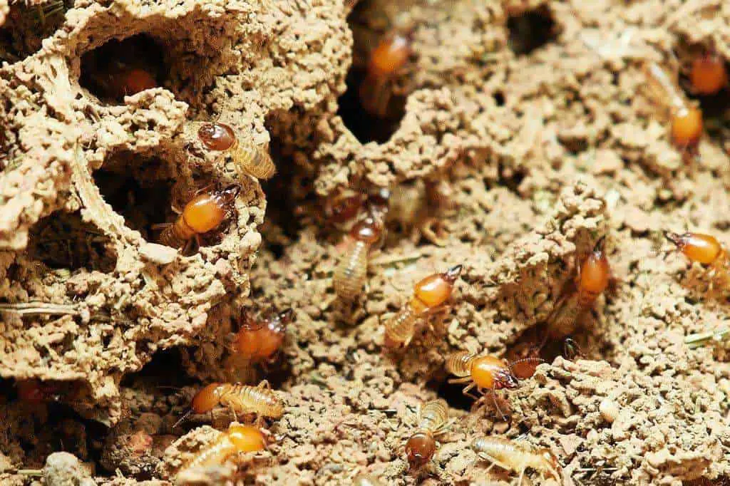 It is important to termite-proof your house if you want to prevent termite infestation.