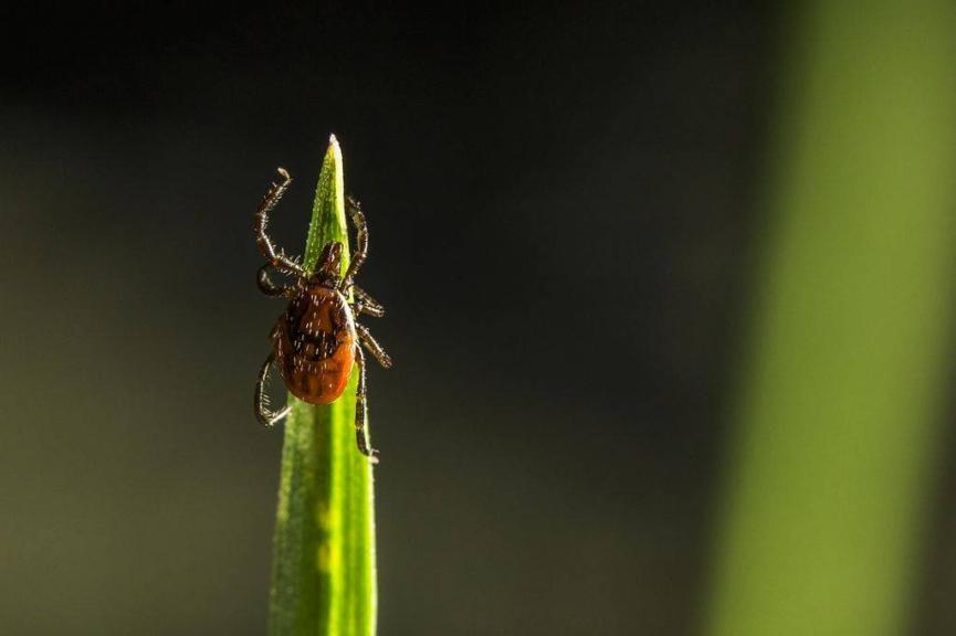 A tick waiting patiently for its host. Avoid touching tall grasses and shrubs so that you don't pick up ticks.