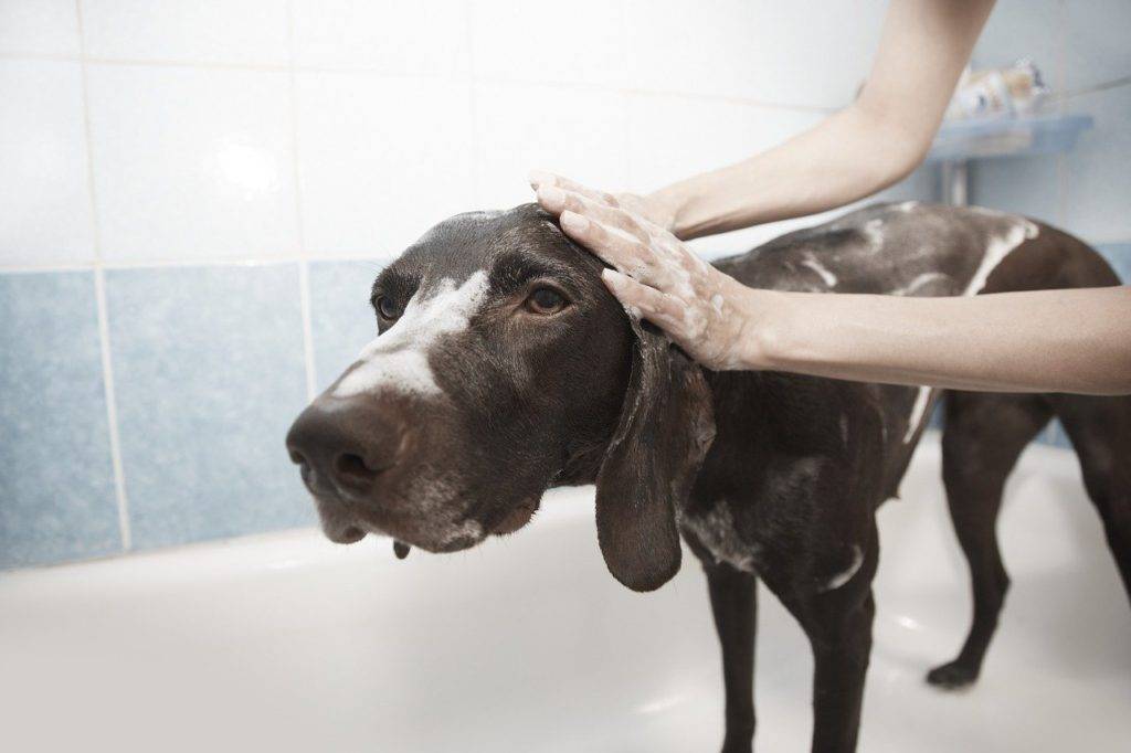 bathe dog infested by tick