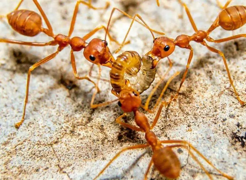 crazy ants taking their prey