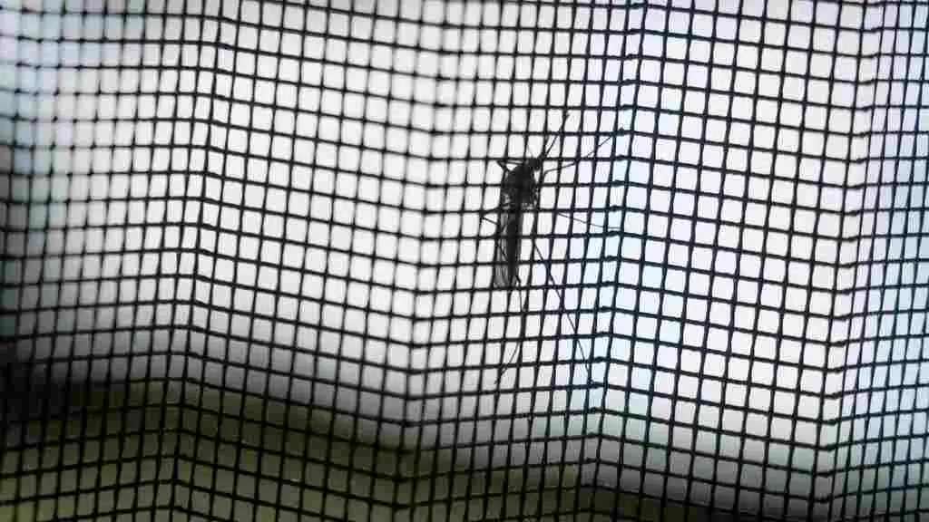 mesh screen prevents mosquito entry