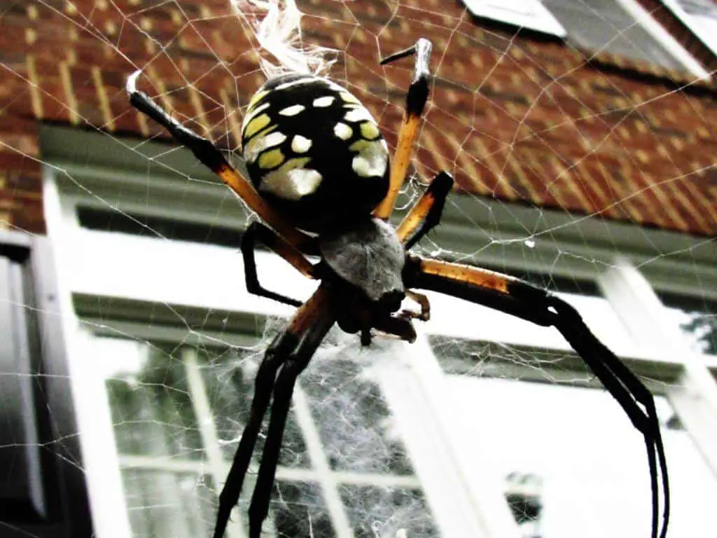 an orb weaver spider on webs outside a house