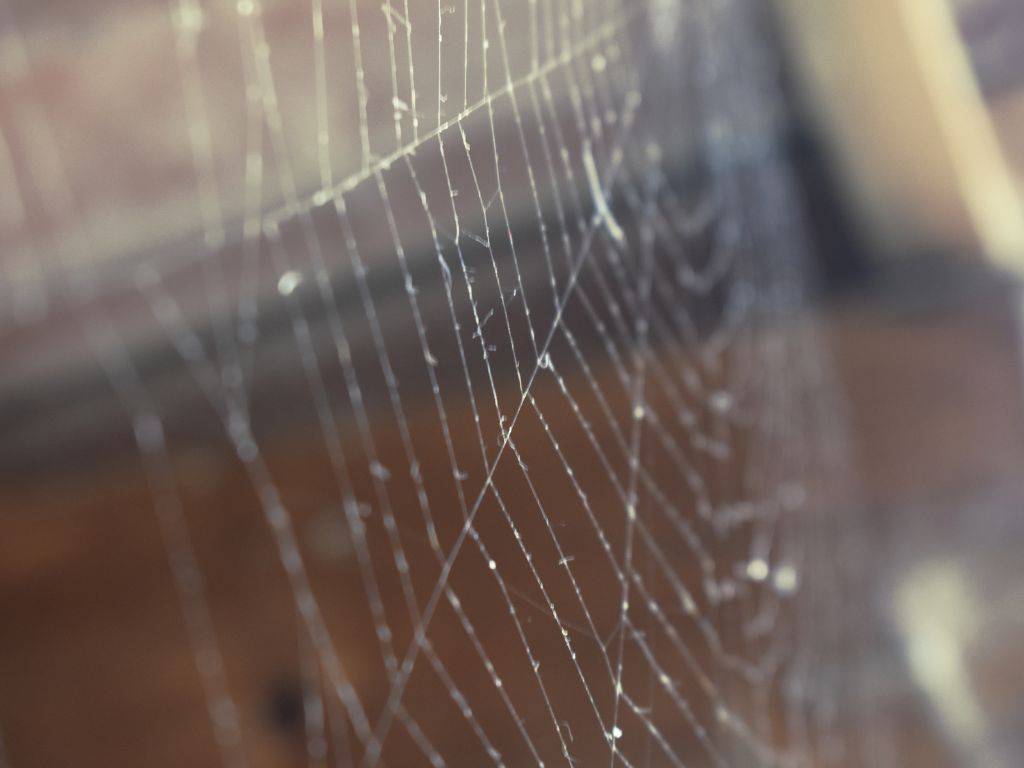 A spider web - best to remove it