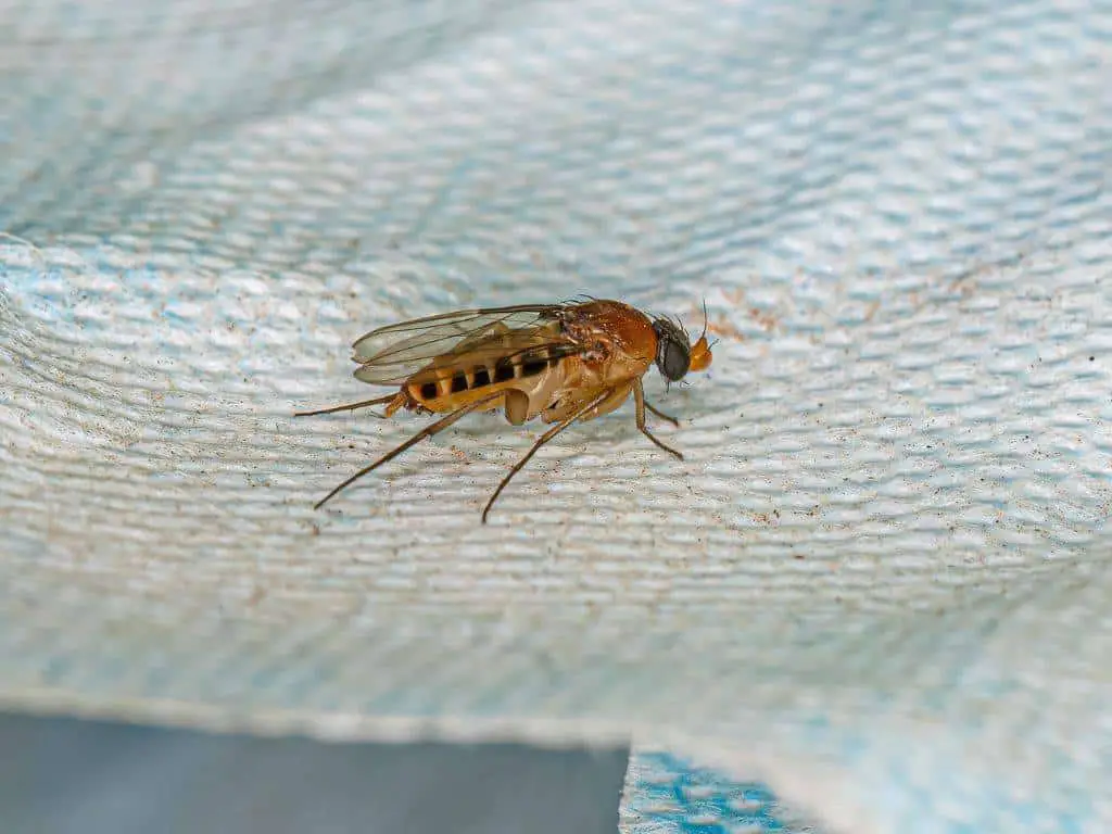 Phorid fly, a common bathroom pest
