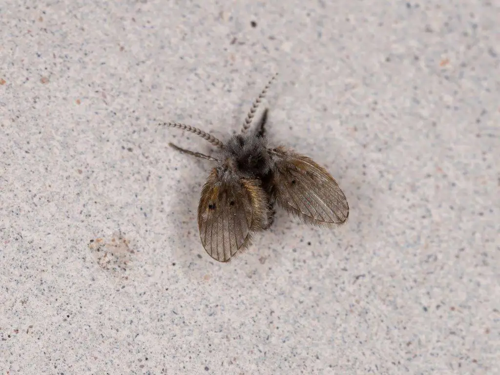 Moth fly, a common bathroom pest