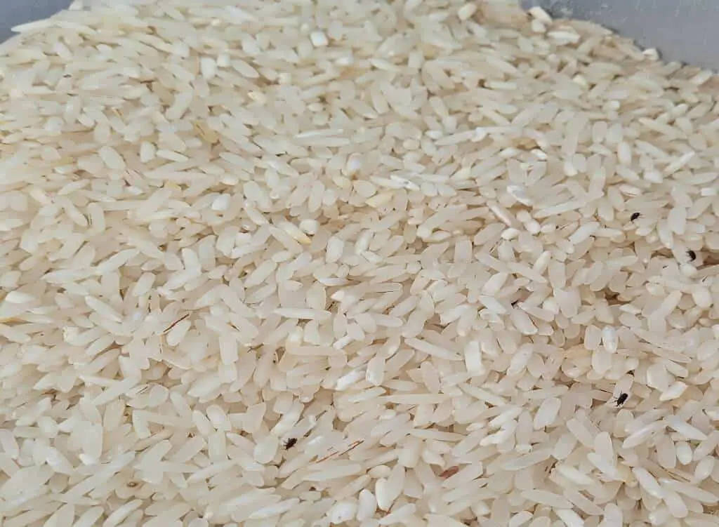 rice infested with weevils