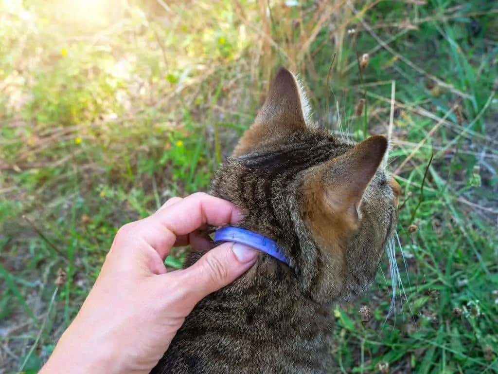 tick and flea collar on a cat