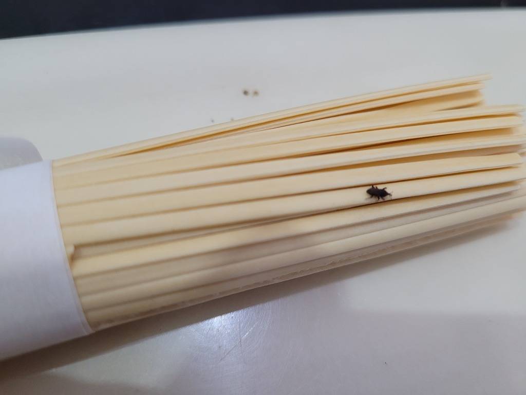 weevils infesting noodles