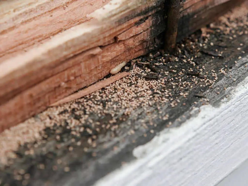 drywood termite frass