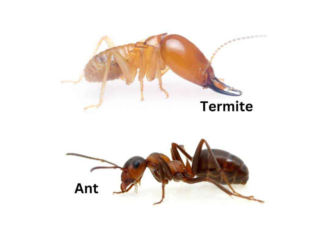 ant vs termite