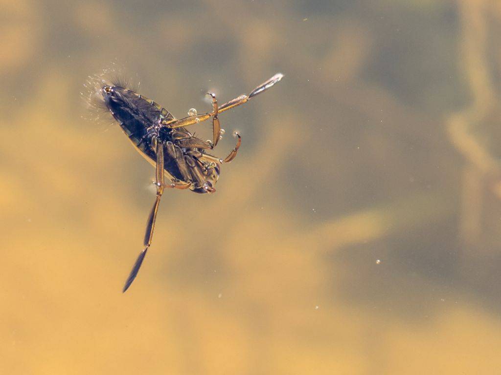 a backswimmer swimming with belly facing upward