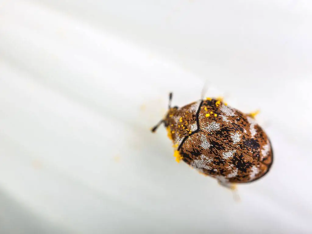 carpet beetles are sometimes mistaken for bed bug