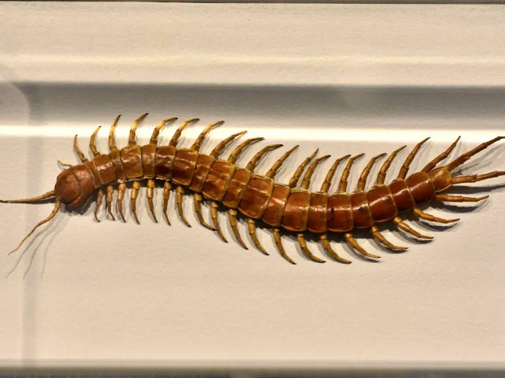 a giant centipede
