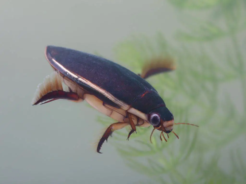 a diving beetle, natural predator of lake fly larvae.