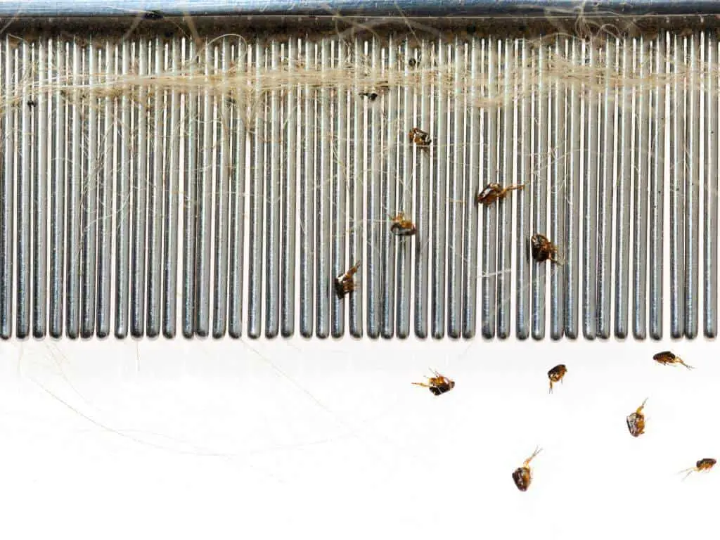 a flea comb can easily remove fleas from pets