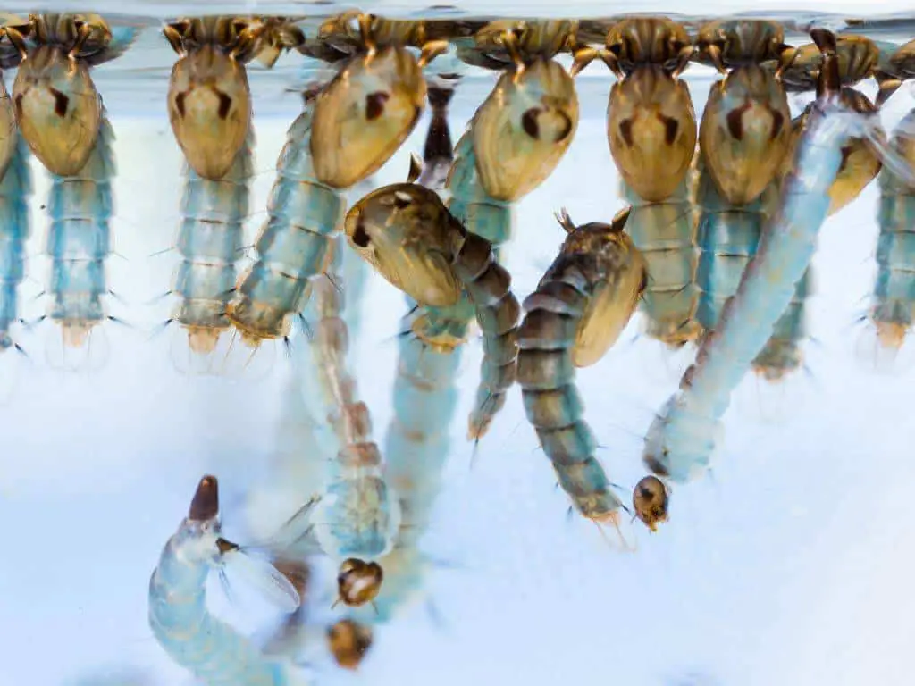 mosquito larvae and pupae