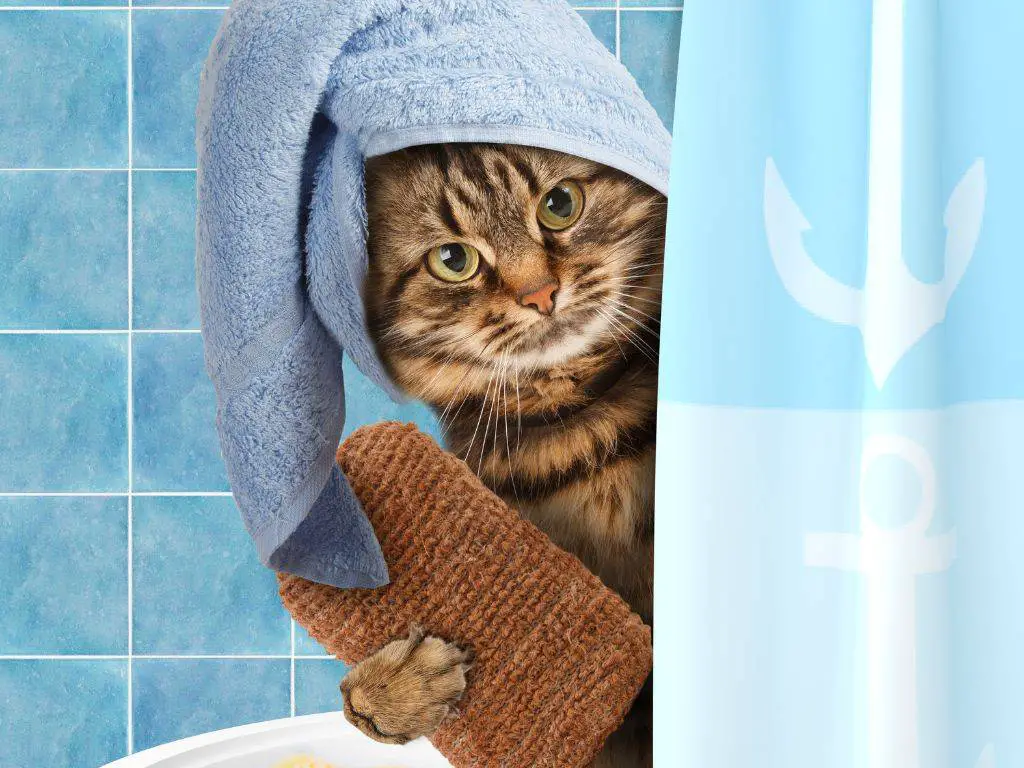 wash your pet with flea shampoo
