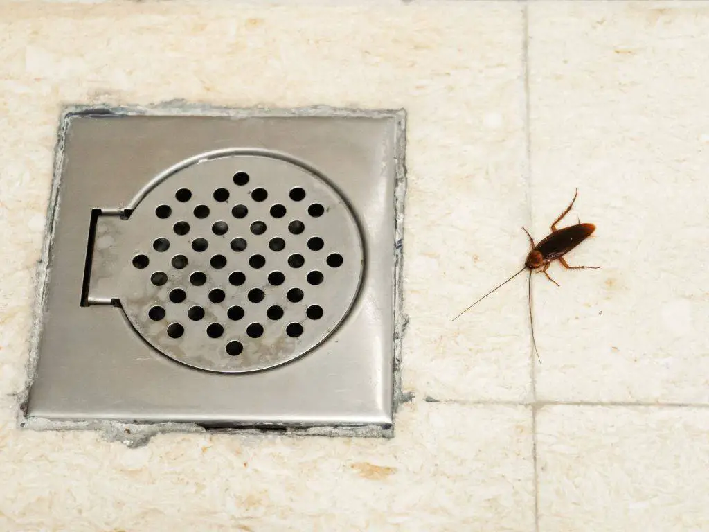 Cockroach invade bathroom through floor drain