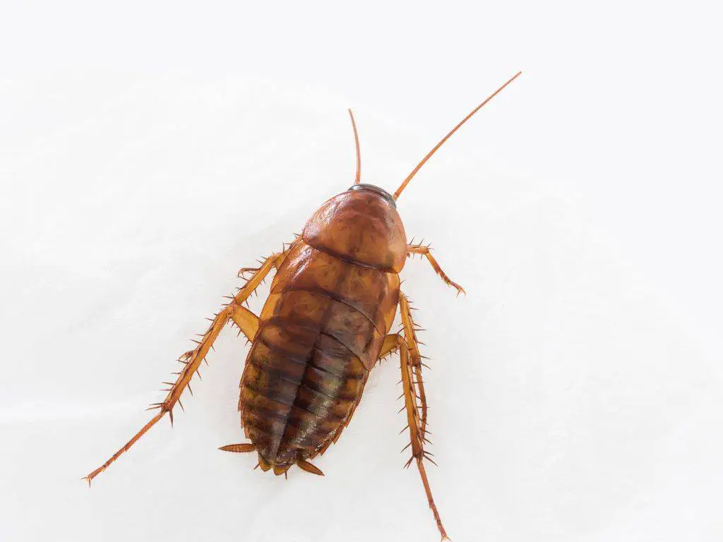 cockroach nymph are sometimes mistaken as bed bug